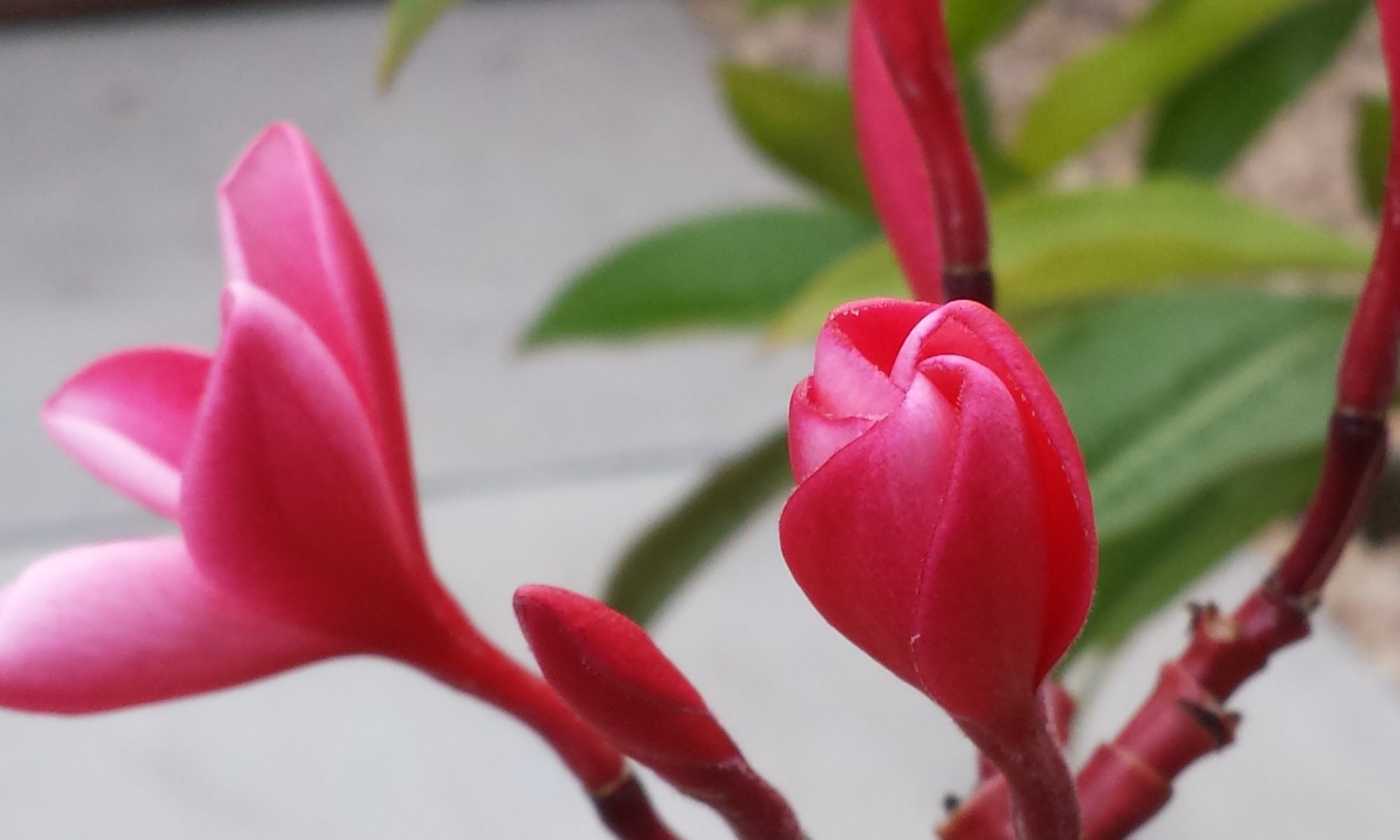 Plumeria bud