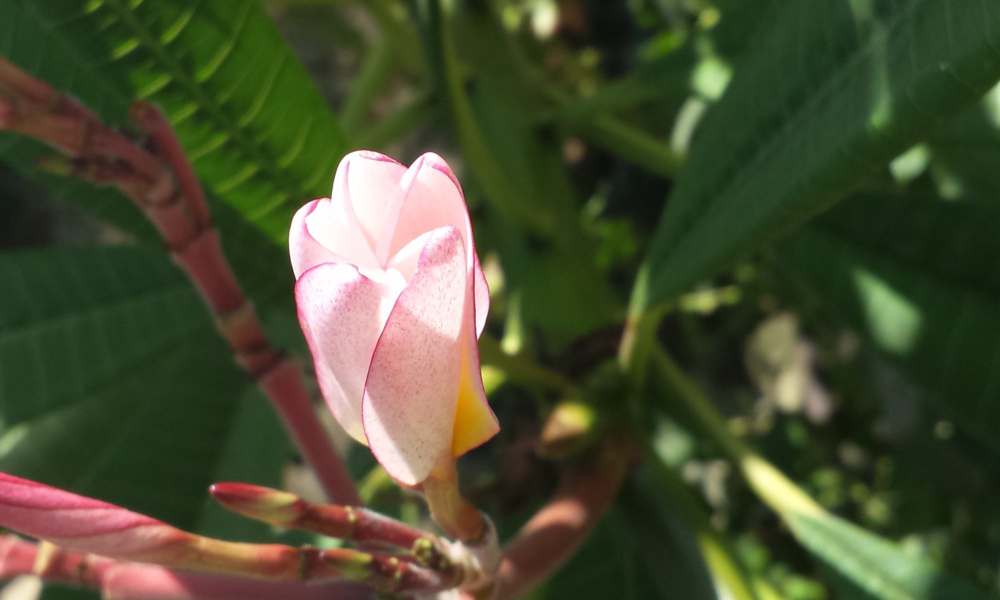 Plumeria Bud