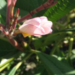 Plumeria Bud