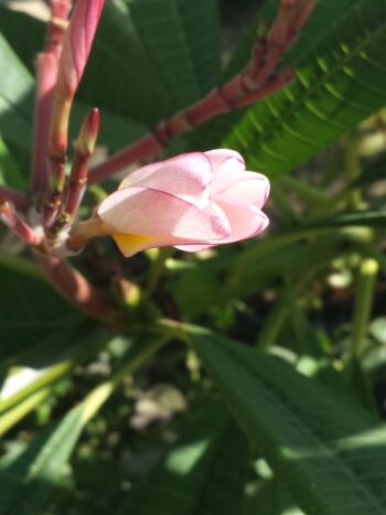 Plumeria Bud