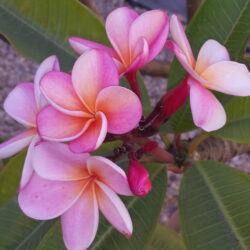 Plumeria Pink