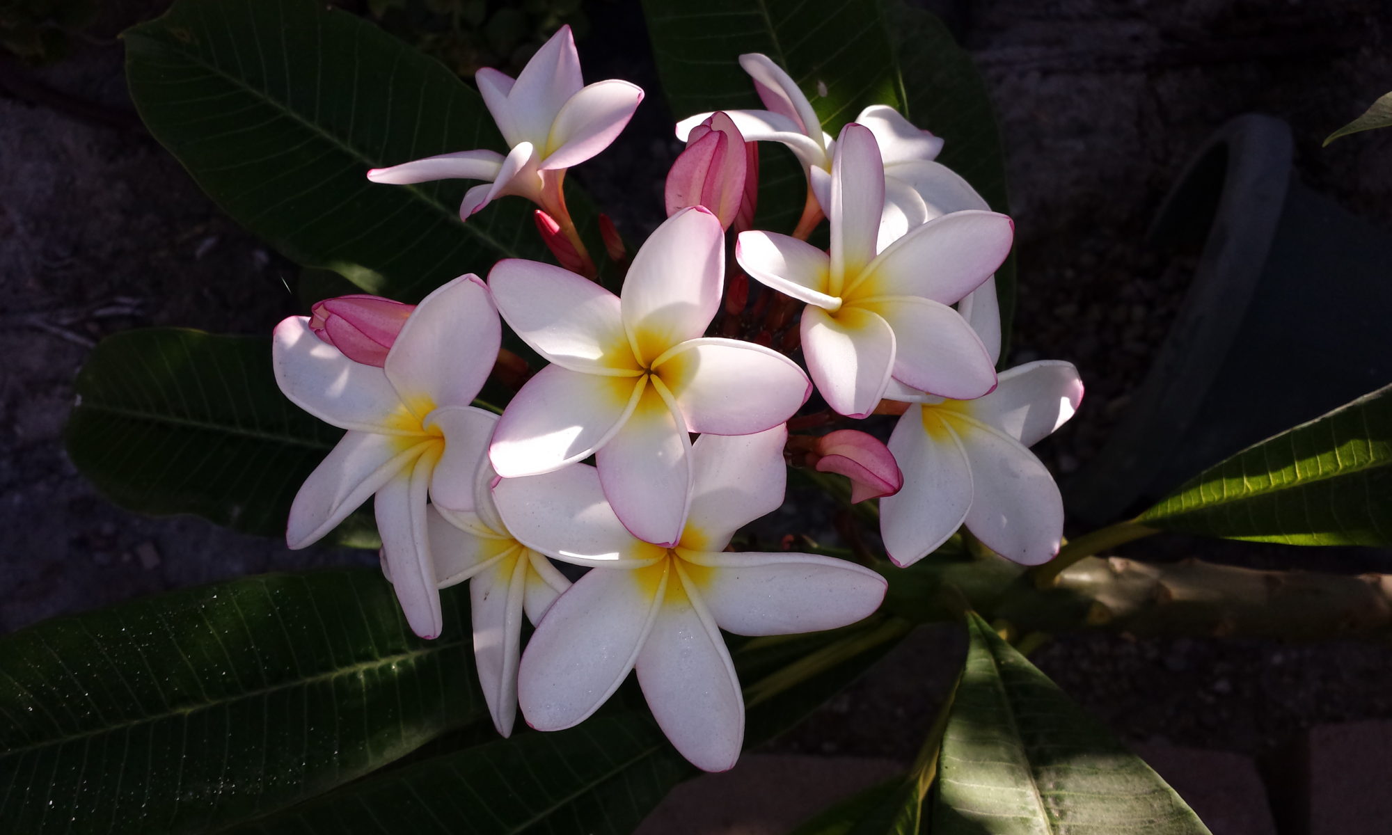 Plumeria White