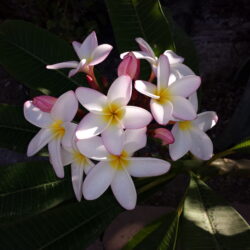 Plumeria White