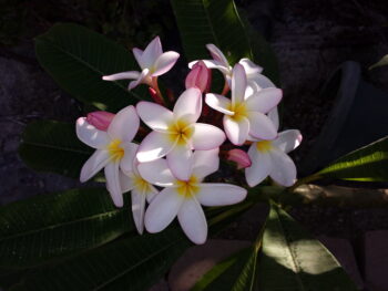 Plumeria White